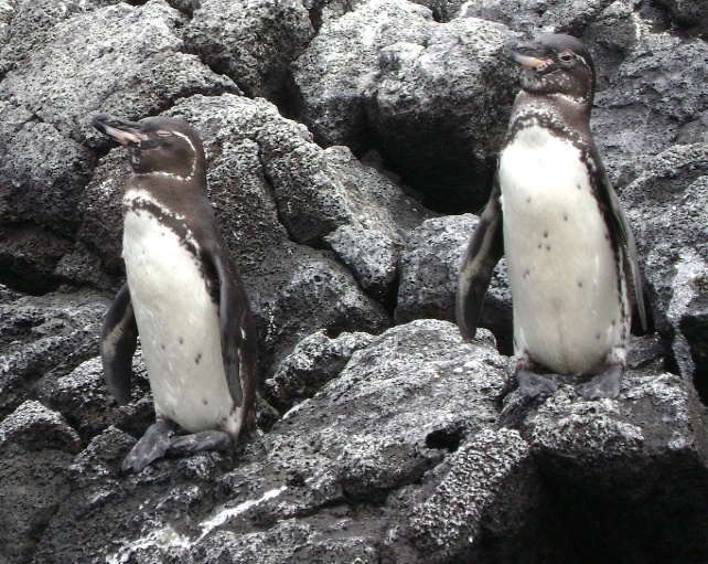 galapagospinguin.png