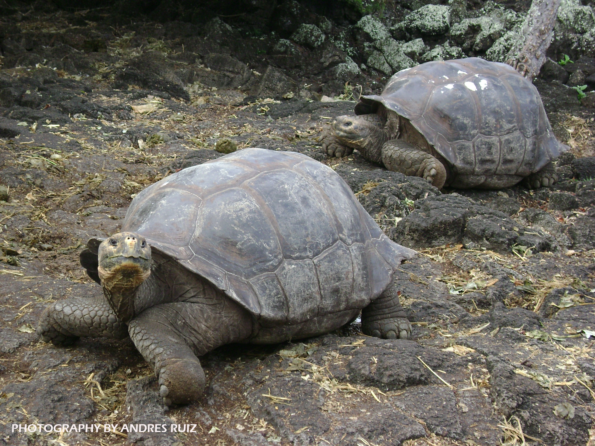 Your travel to the Galapagos Islands & Ecuador start here   &   now..!!