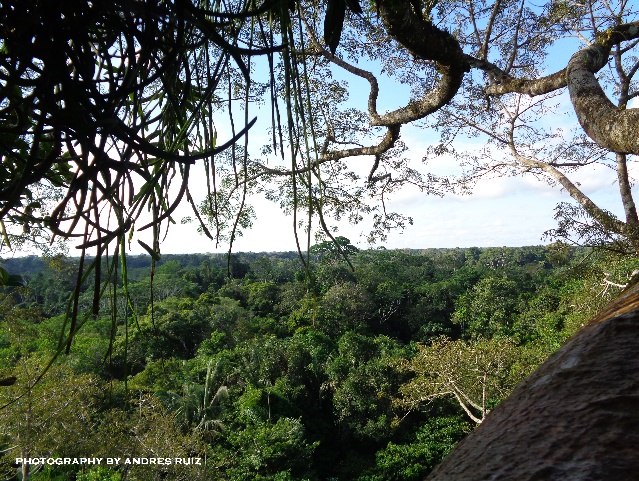 We have great tours in the RainForest  & Highlands of Ecuador