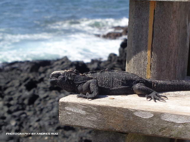 Galapagos Islands Magical & Wonderful Natural place