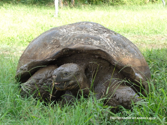Contact to us for help you with your Galapagos  & Ecuador Experience…!!! ar.toursgalapagos.ecuador@gmail.com