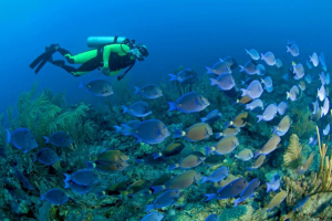 DIVE IN COWLEY ISLET