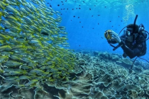 Dive in Mosquera & Daphne - Fridays