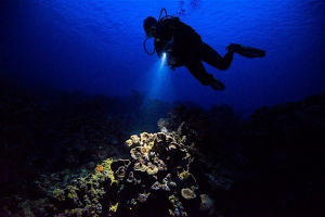 Diving by night in the Galapagos Island