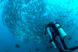 Diving in Pitt Point  