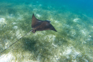Diving in Tortuga Island