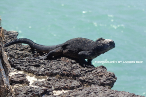 Highlands + Jungle + Galapagos