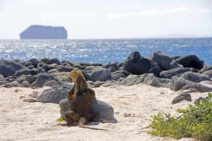 North Seymour	Island